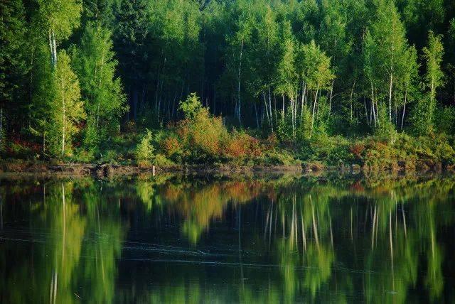 森林生態(tài)系統(tǒng)——森林生態(tài)系統(tǒng)的主要類型、特點(diǎn)和生產(chǎn)力（二）