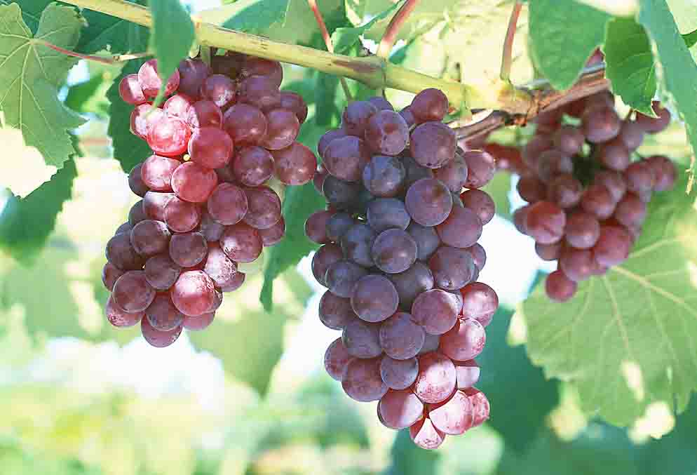 葡萄1.jpg 葡萄1.jpg