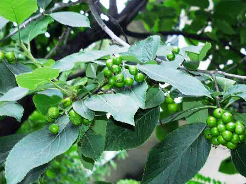 QQ截圖20201204093217.jpg QQ截圖20201204093217.jpg