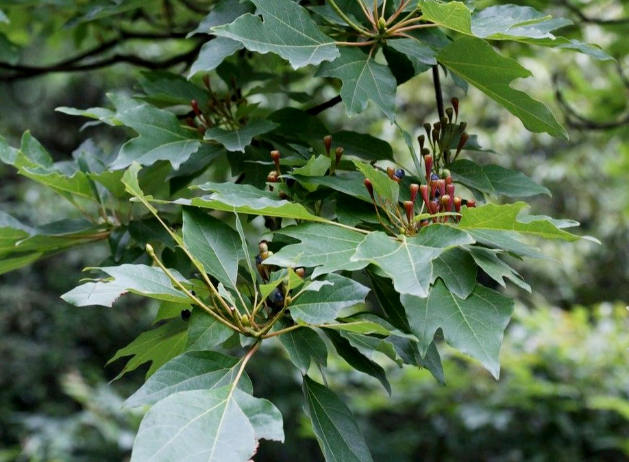 檫木.jpg 檫木.jpg