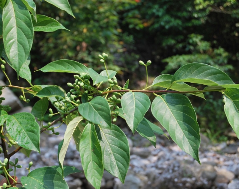 紫樹2.jpg 紫樹2.jpg