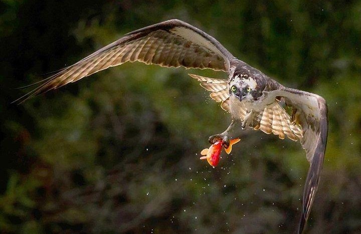 生態(tài)系統(tǒng)的能量流動(dòng)——食物鏈長(zhǎng)度假說