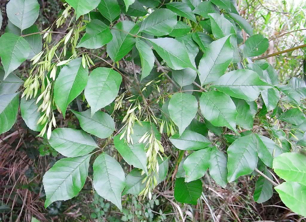 白蠟??.jpg 白蠟??.jpg