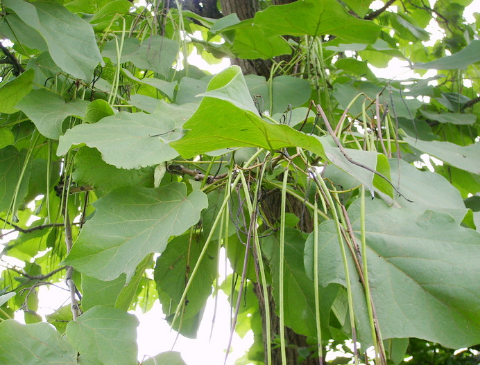 梓樹.jpg 梓樹.jpg