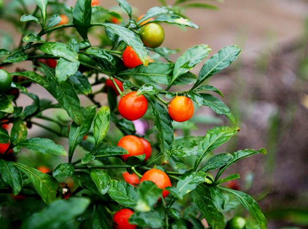 冬珊??1.jpg 冬珊??1.jpg