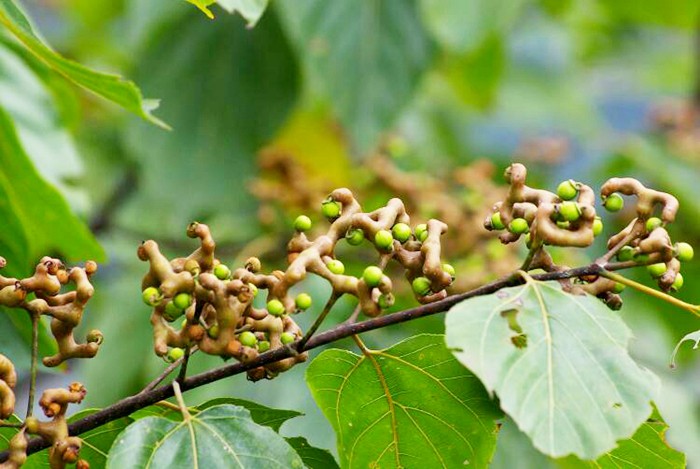 枳椇11.jpg 枳椇11.jpg