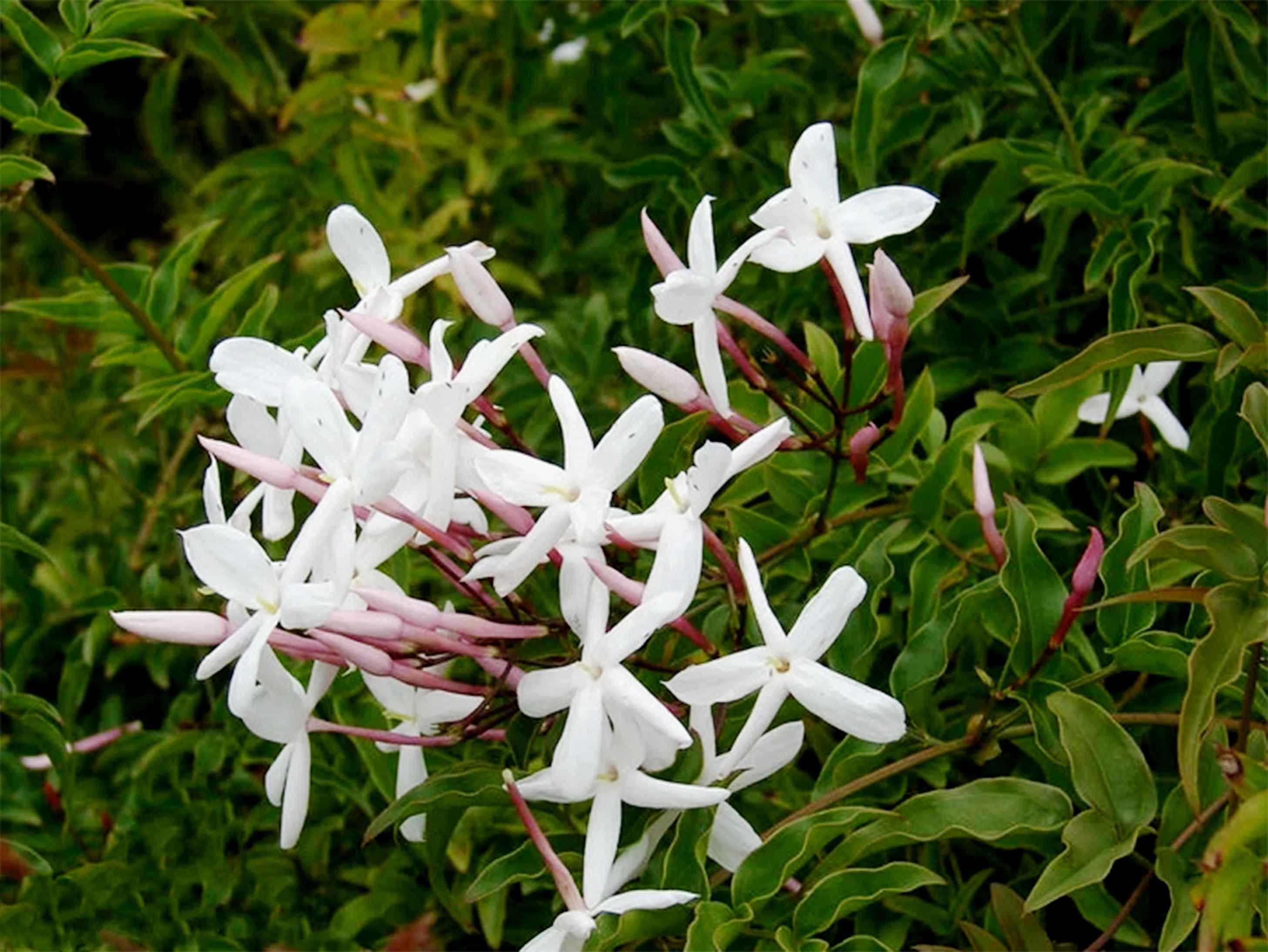 多花素馨11.jpg 多花素馨11.jpg